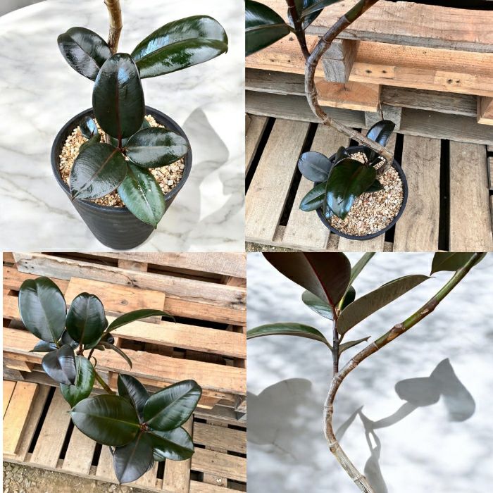 観葉植物現品販売