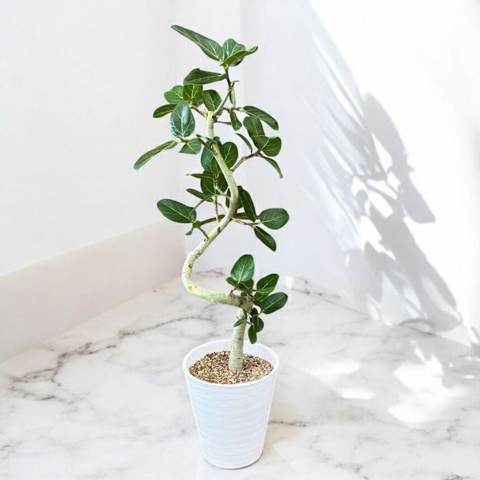 観葉植物現品販売