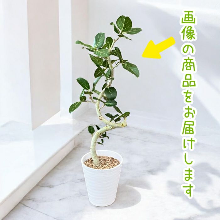 観葉植物現品販売