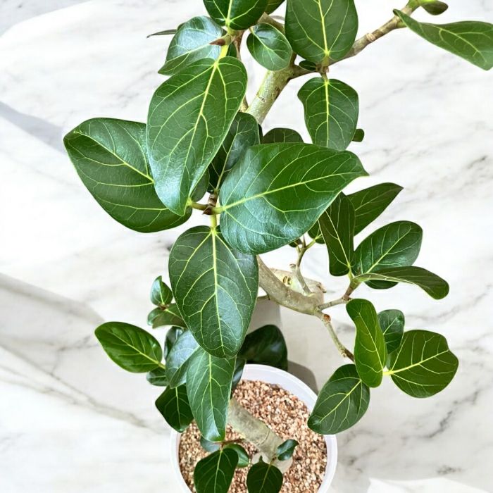 観葉植物現品販売