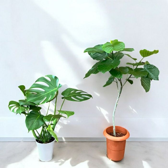 観葉植物 新品 ☆お得な2個セット☆ モンステラ6号とウンベラータ7号
