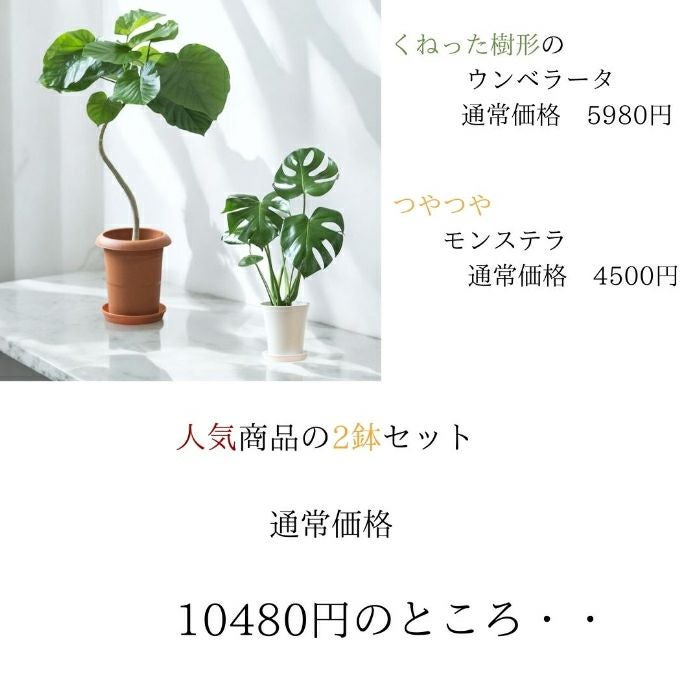 観葉植物現品販売