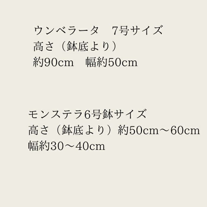 観葉植物現品販売