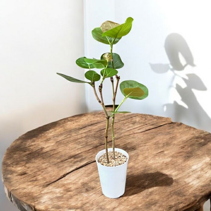 観葉植物現品販売