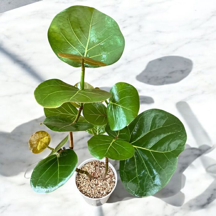 観葉植物現品販売