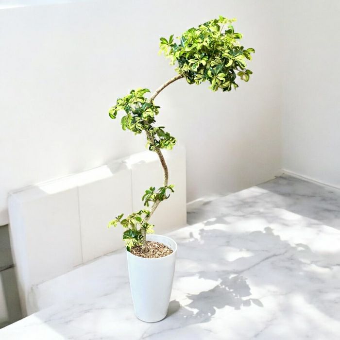 観葉植物 本物 ☆現品販売☆“シェフレラ・ジェニーネ” 曲がり樹形 希少