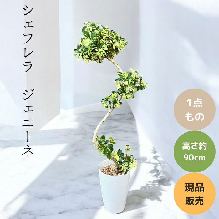 観葉植物現品販売