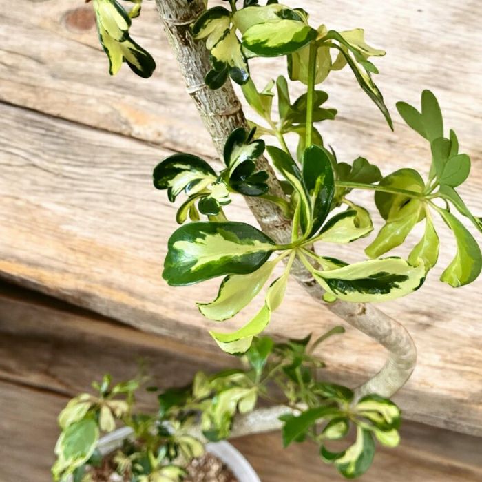 観葉植物現品販売