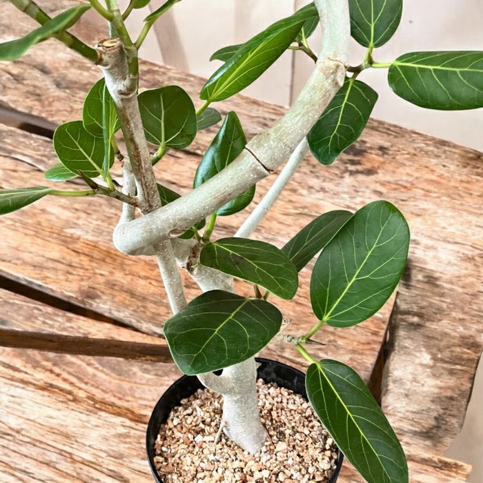 観葉植物現品販売