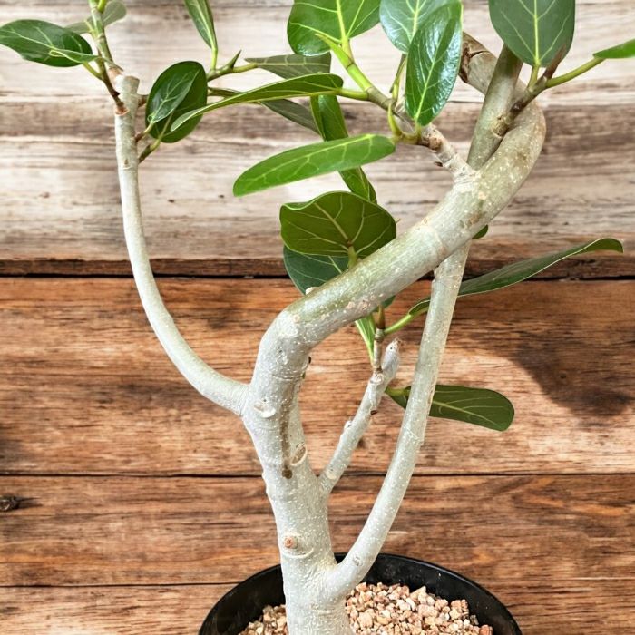 観葉植物現品販売