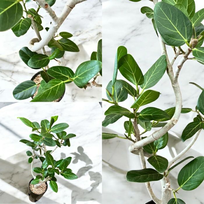 観葉植物現品販売