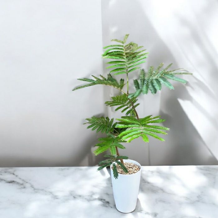 観葉植物現品販売