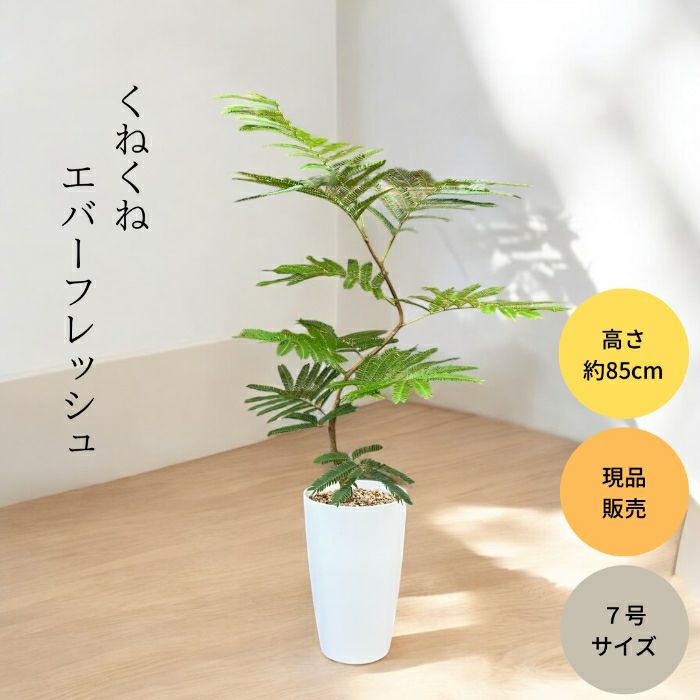 観葉植物現品販売