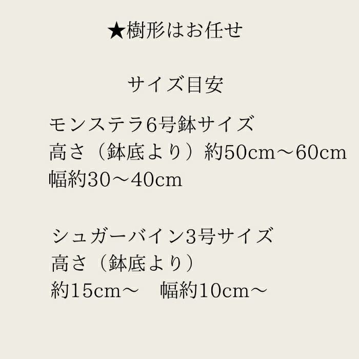 観葉植物現品販売