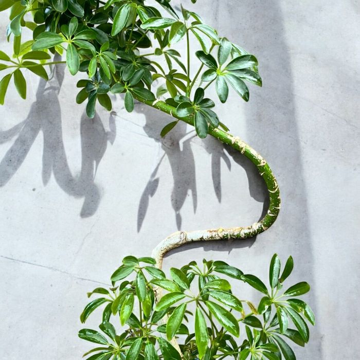 観葉植物現品販売