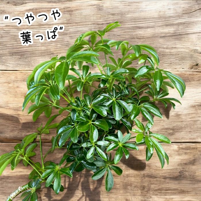 観葉植物現品販売
