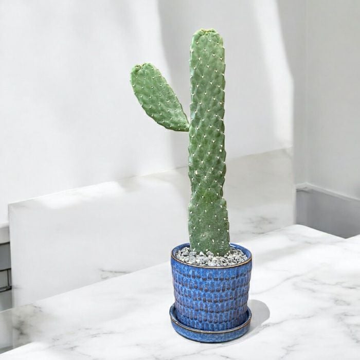 観葉植物 本物【現品】 ウチワサボテン 『スミエボシ』 ”バンザイ