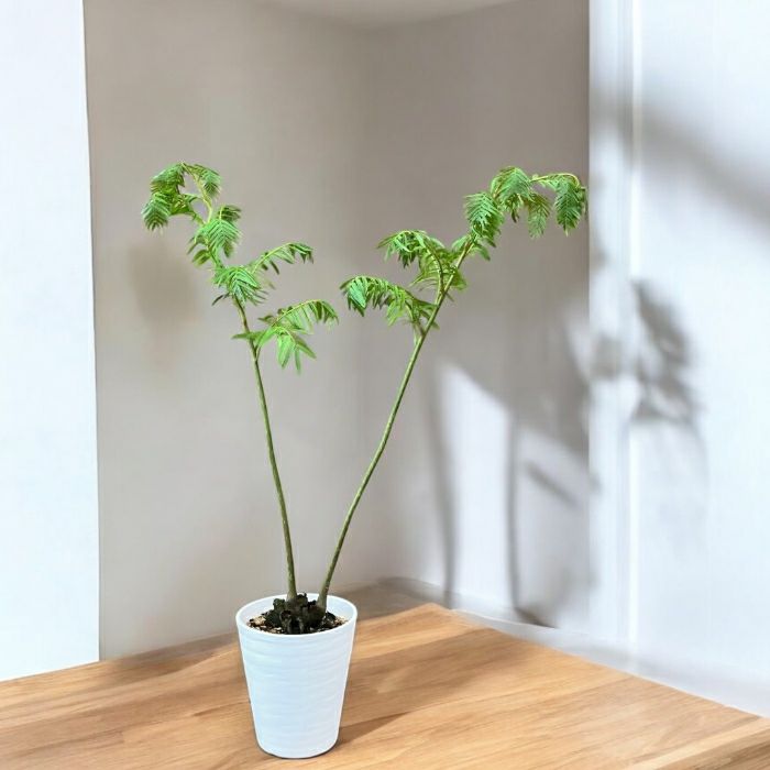 観葉植物 本物 【現品】 希少 ちょっと大きいリュウビンタイ シダ植物