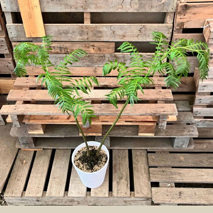 観葉植物現品販売