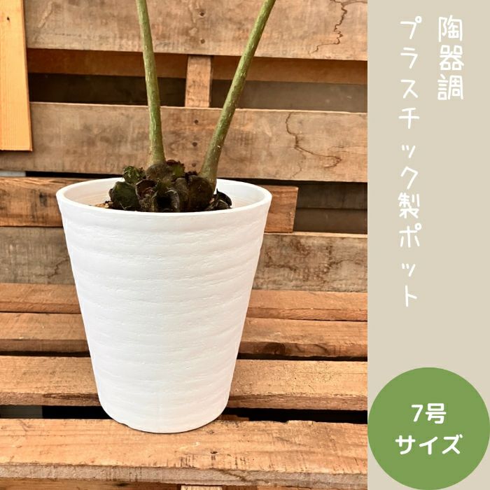 観葉植物現品販売