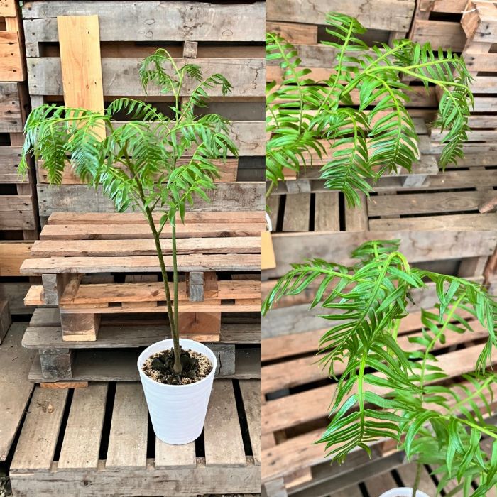 観葉植物現品販売