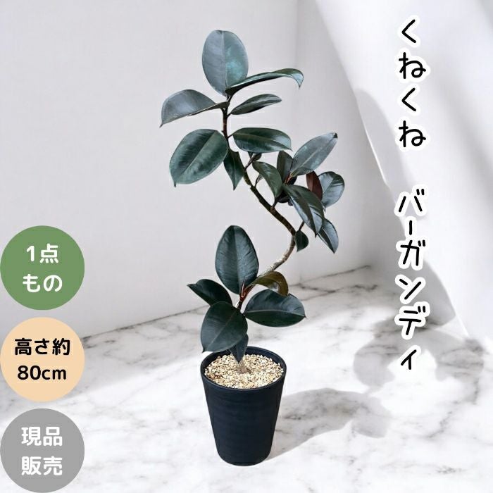観葉植物現品販売
