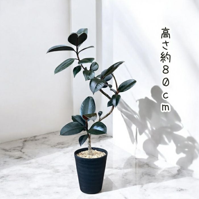 観葉植物現品販売