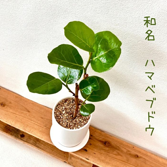 観葉植物現品販売