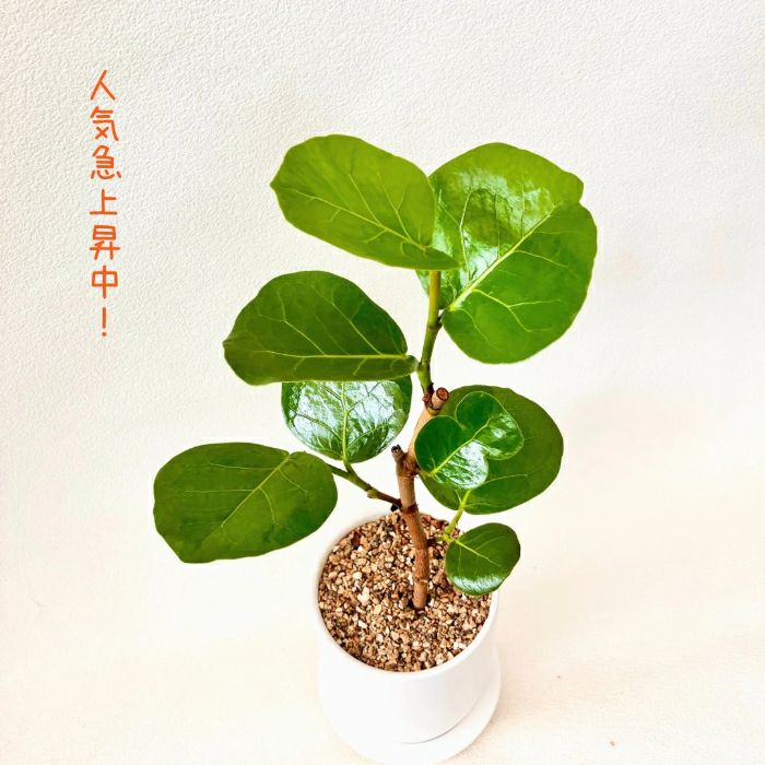 観葉植物現品販売