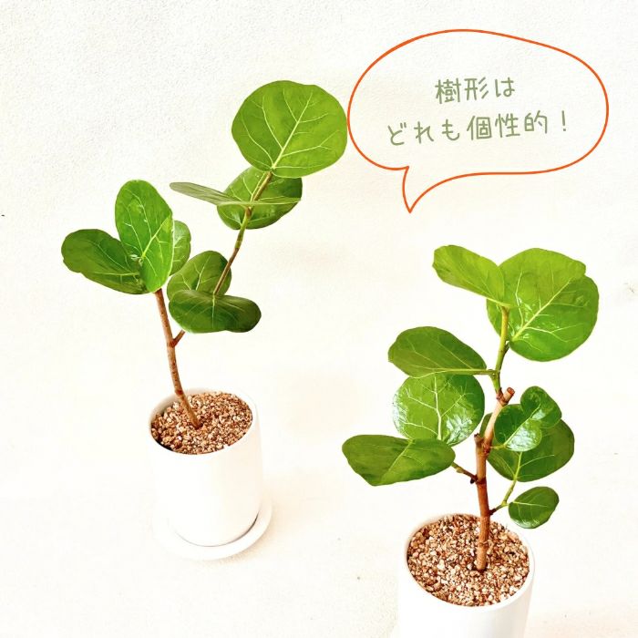 観葉植物現品販売