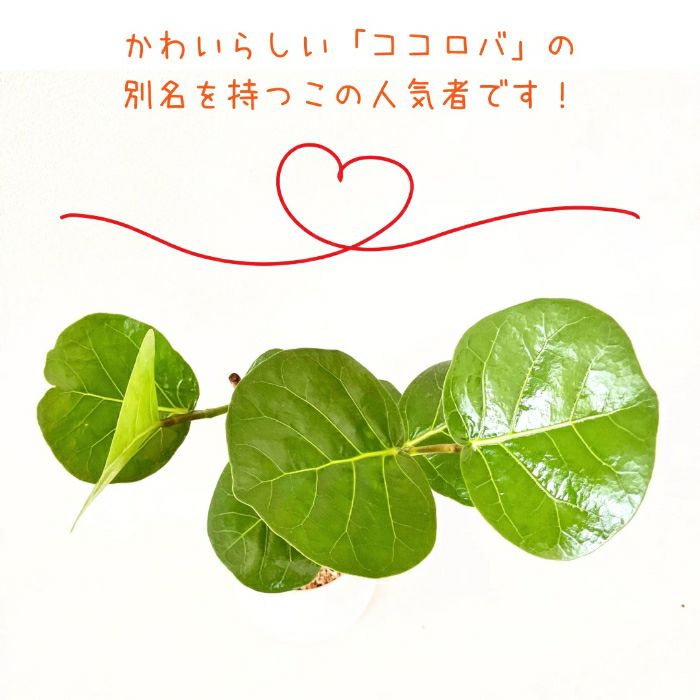 観葉植物現品販売