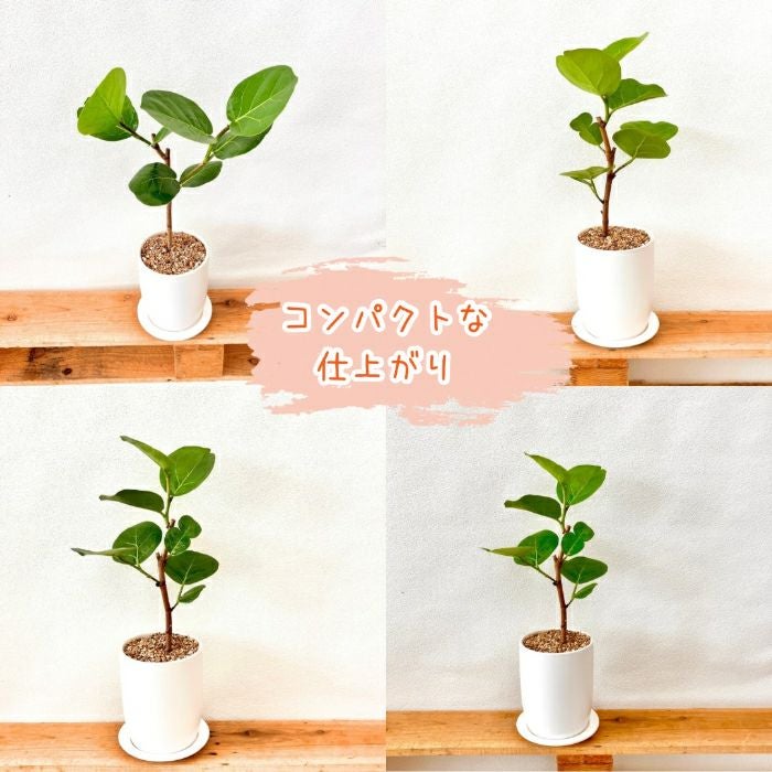 観葉植物現品販売