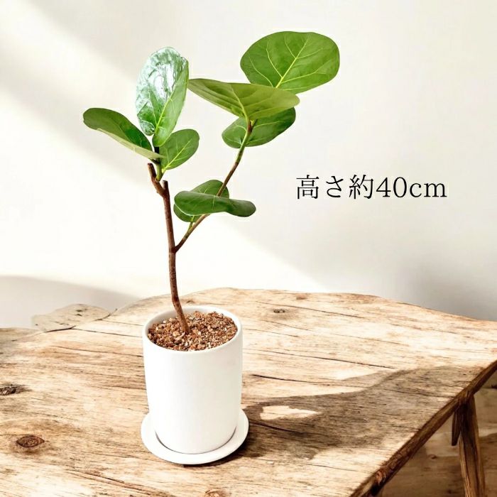 観葉植物現品販売