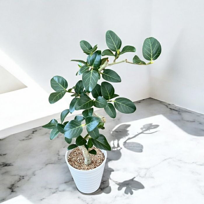 観葉植物現品販売