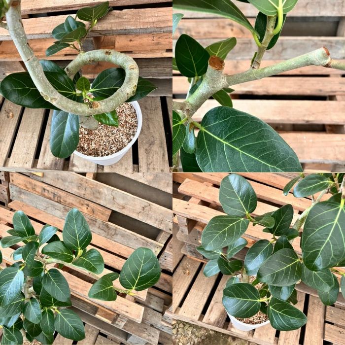 観葉植物現品販売