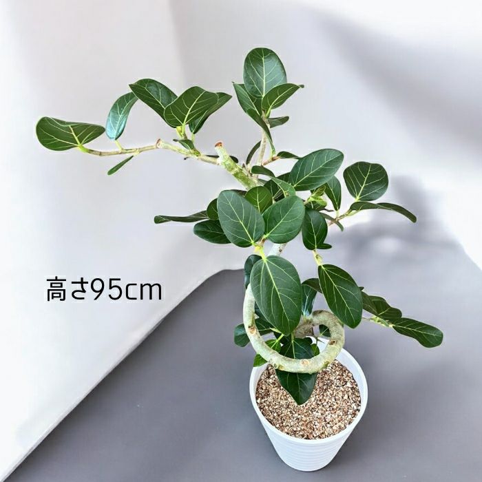 観葉植物現品販売