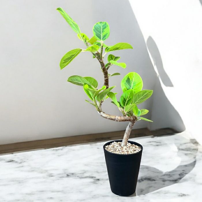 観葉植物現品販売