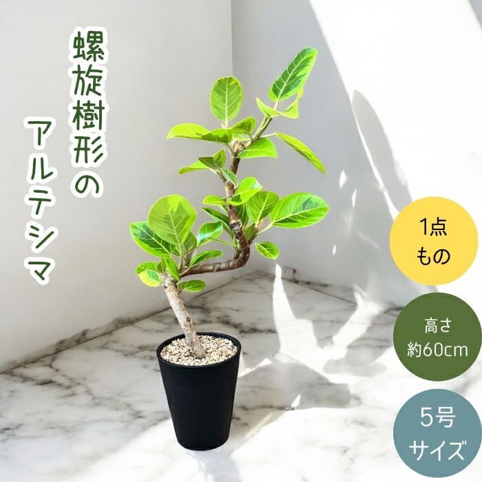 観葉植物現品販売