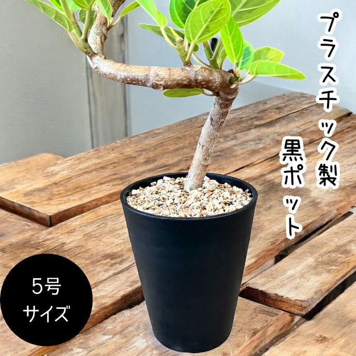 観葉植物現品販売