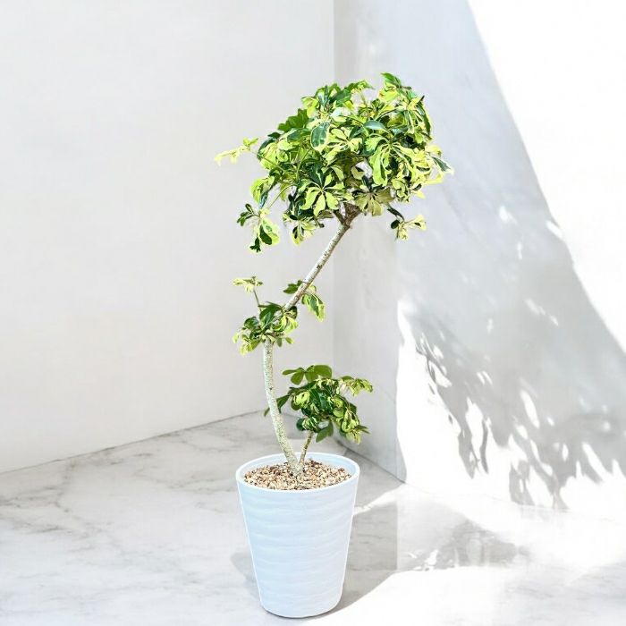 観葉植物 本物 ☆現品販売☆“シェフレラ・ジェニーネ” 曲がり樹形 希少