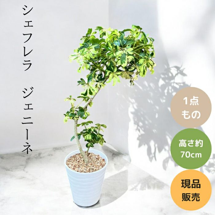 観葉植物現品販売