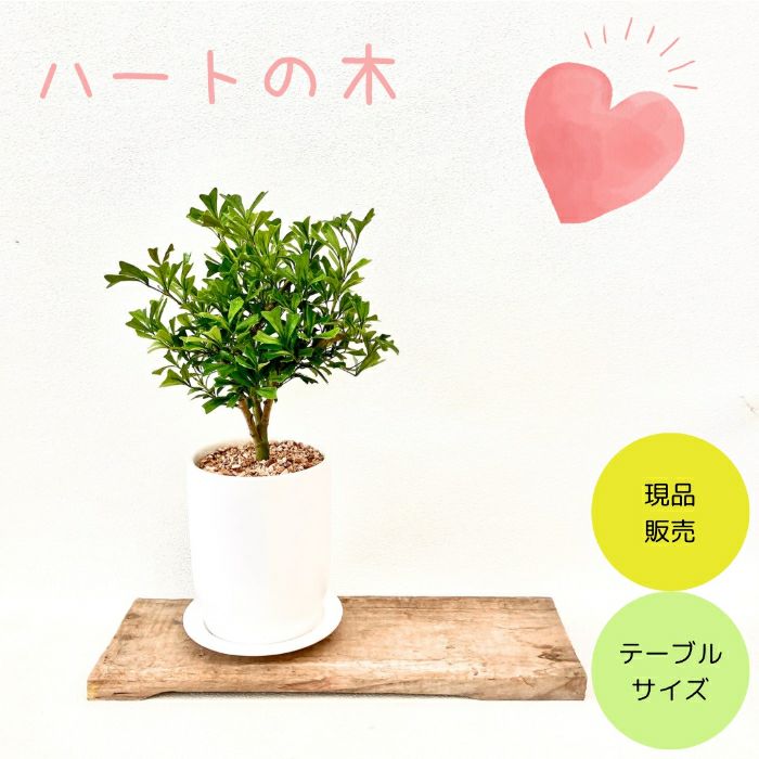 観葉植物現品販売