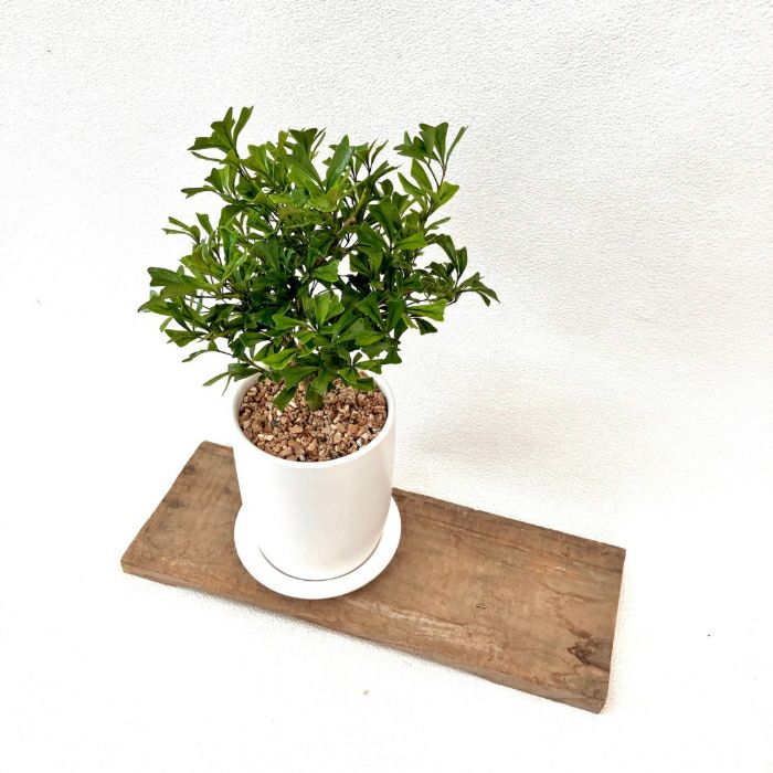 観葉植物現品販売