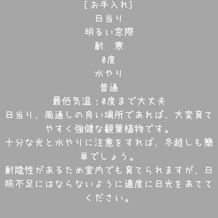 観葉植物現品販売