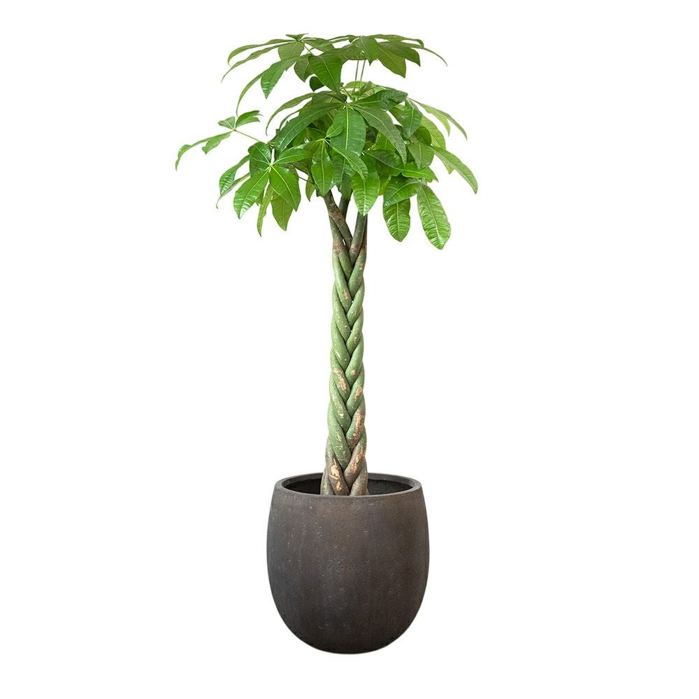 パキラ 10号鉢 ファイバーストーン(陶器)鉢カバー付き 観葉植物 本物