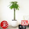 パキラ 10号鉢 ファイバーストーン(陶器)鉢カバー付き 観葉植物 本物