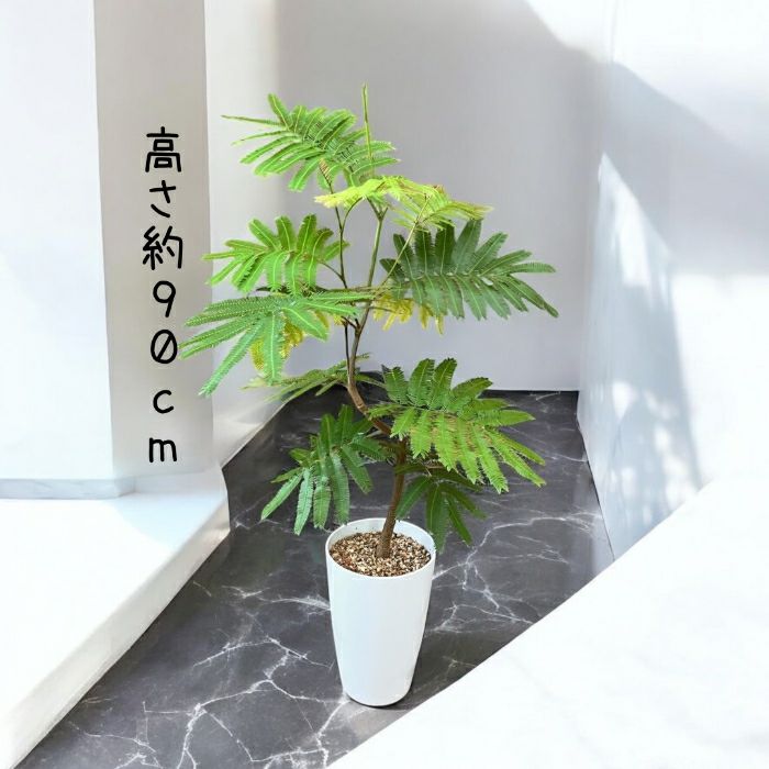 観葉植物現品販売