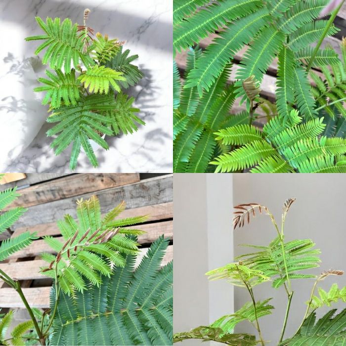 観葉植物現品販売