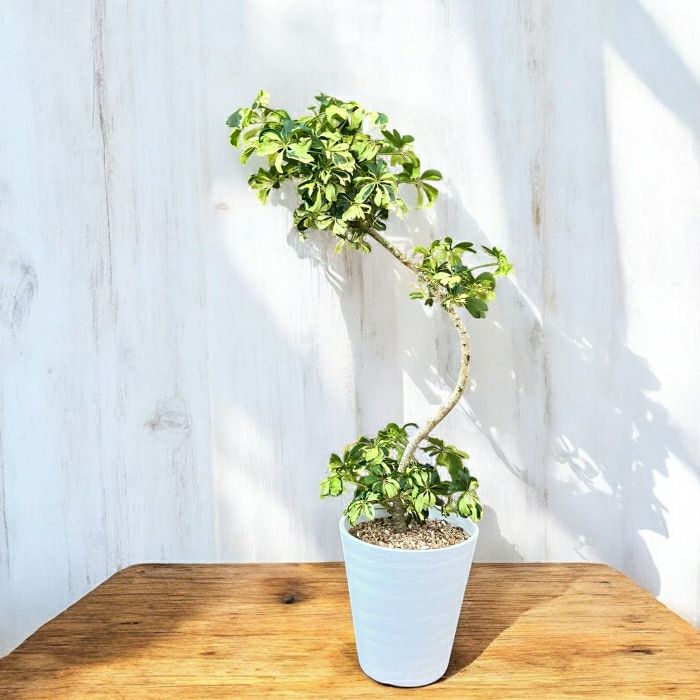 観葉植物 本物 ☆現品販売☆“シェフレラ・ジェニーネ” 曲がり樹形 希少