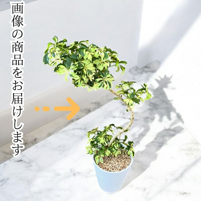 観葉植物現品販売
